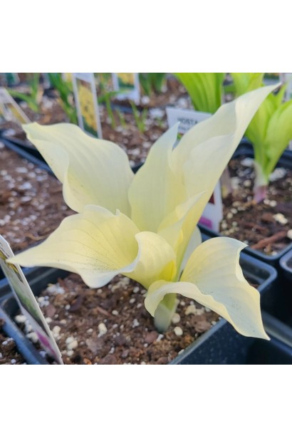 Хоста White Feather